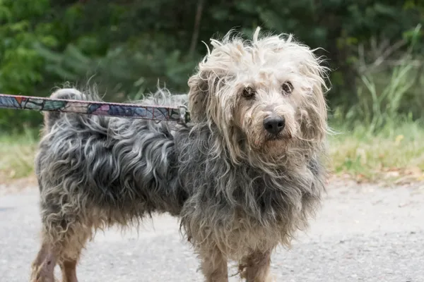 Pies do adopcji, Nowodwór, 8 lipca 2025 (5/5)