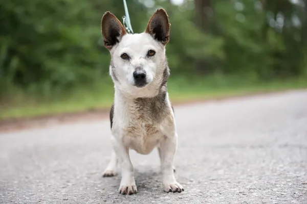 Pies do adopcji, Nowodwór, 8 lipca 2025 (1/5)