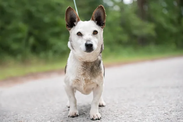 Pies do adopcji, Nowodwór, 8 lipca 2025 (4/5)