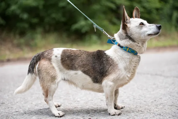 Pies do adopcji, Nowodwór, 8 lipca 2025 (5/5)