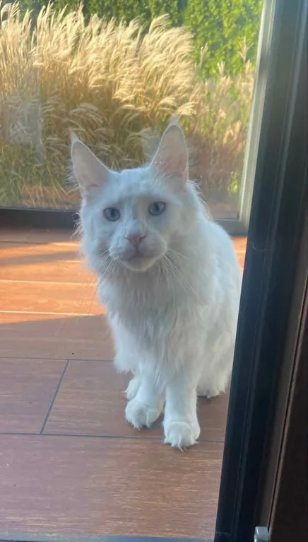 Zaginął kot, Sosnowiec, 9 lipca 2025