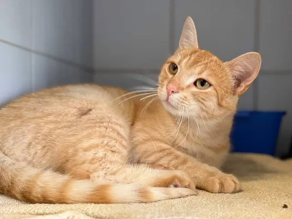 Znaleziono kota, Lublin, 3 lipca 2025