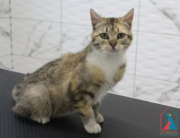 Kot do adopcji, Grudziądz, 16 czerwca 2025