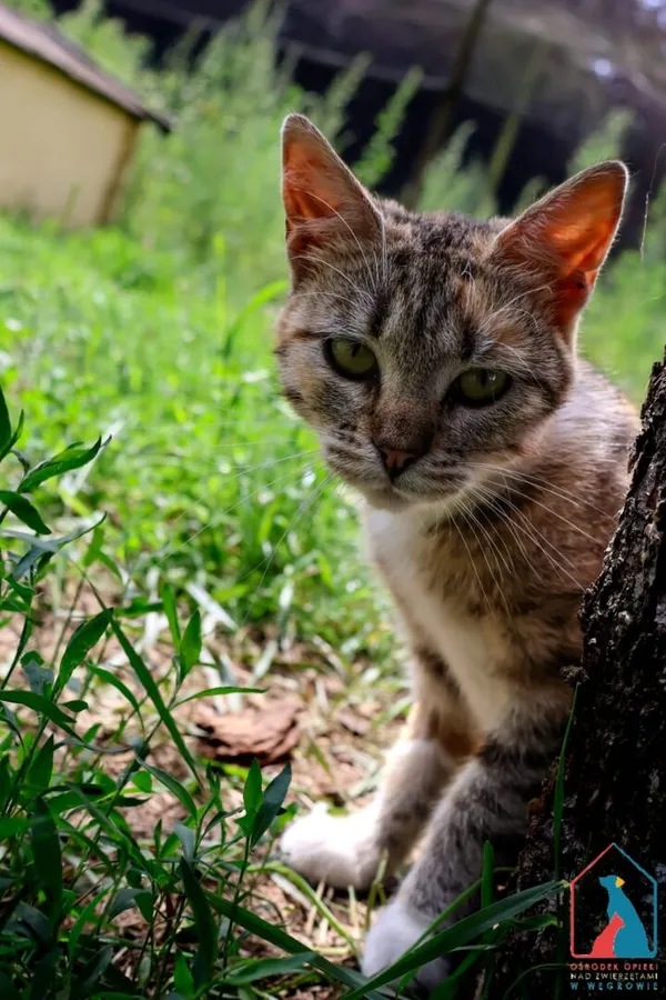 Kot do adopcji, Grudziądz, 16 czerwca 2025 (1/5)