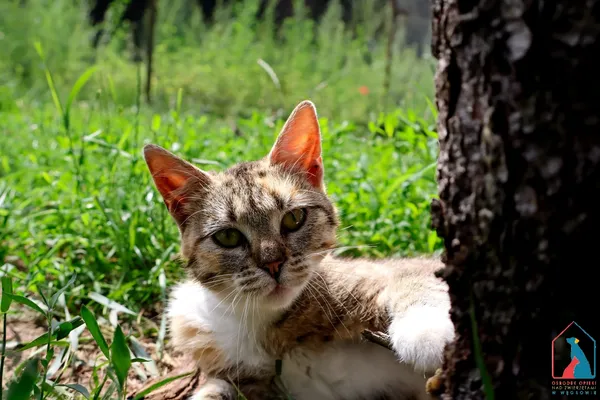 Kot do adopcji, Grudziądz, 16 czerwca 2025 (2/5)