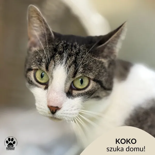 Kot do adopcji, Gdynia, 9 lipca 2025 (1/5)