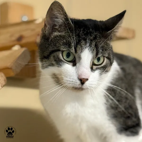 Kot do adopcji, Gdynia, 9 lipca 2025 (2/5)