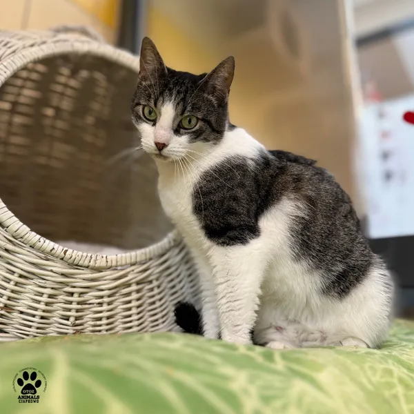 Kot do adopcji, Gdynia, 9 lipca 2025 (3/5)