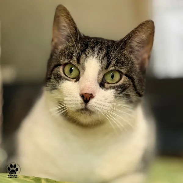 Kot do adopcji, Gdynia, 9 lipca 2025 (5/5)