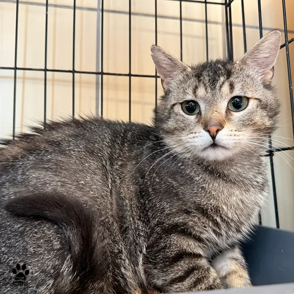 Kot do adopcji, Gdynia, 9 lipca 2025 (2/4)