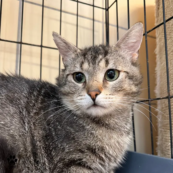 Kot do adopcji, Gdynia, 9 lipca 2025 (4/4)