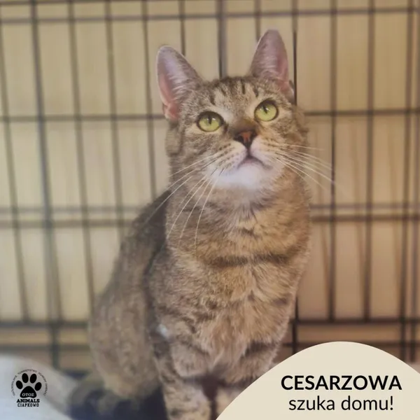 Kot do adopcji, Gdynia, 9 lipca 2025 (1/5)