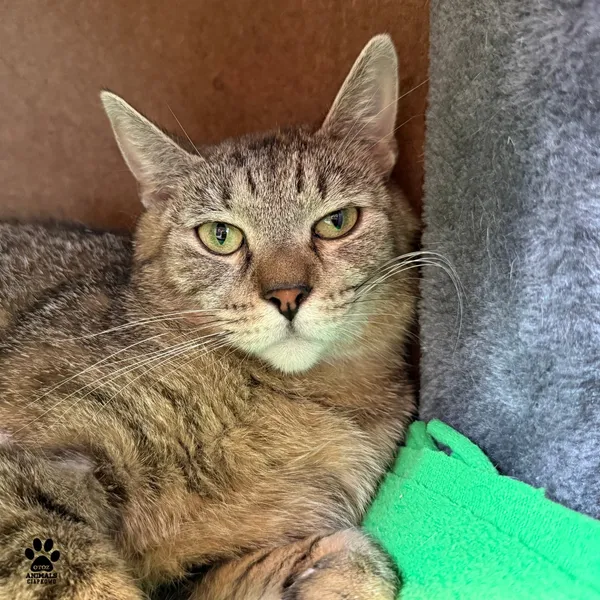 Kot do adopcji, Gdynia, 9 lipca 2025 (2/5)