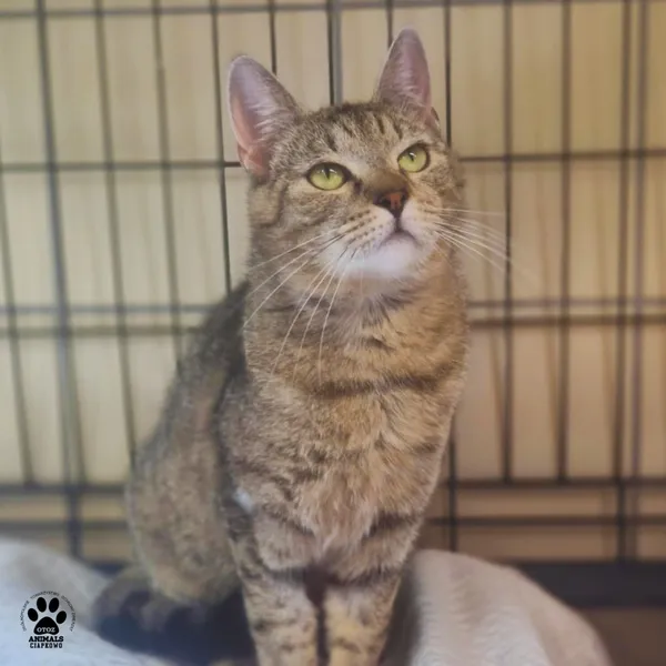 Kot do adopcji, Gdynia, 9 lipca 2025 (3/5)