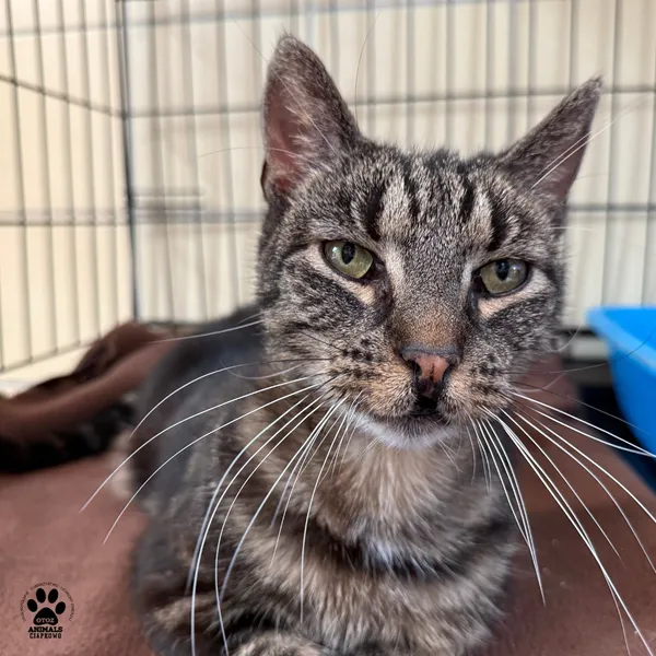 Kot do adopcji, Gdynia, 9 lipca 2025 (2/5)