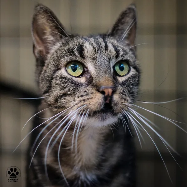 Kot do adopcji, Gdynia, 9 lipca 2025 (4/5)