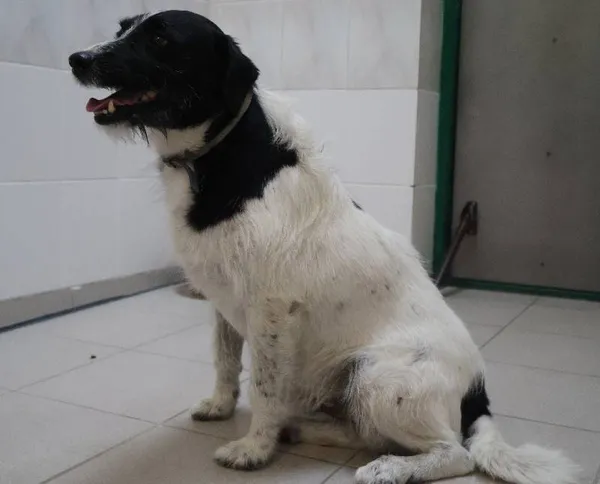 Znaleziono psa, Łódź, 9 sierpnia 2025 (1/2)