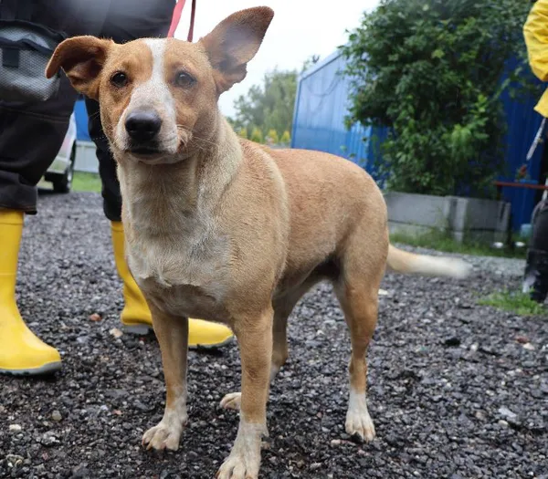 Znaleziono psa, Łódź, 9 lipca 2025 (1/2)