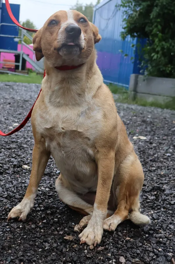 Znaleziono psa, Łódź, 9 lipca 2025 (2/2)