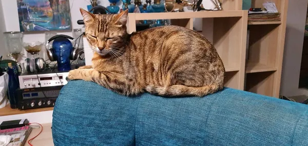 Zaginął kot, Filipowice, 9 lipca 2025 (2/2)