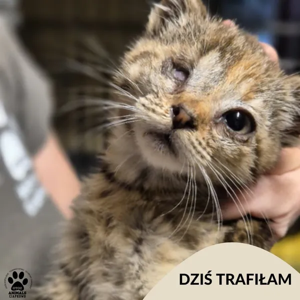 Znaleziono kota, Gdynia, 5 lipca 2025