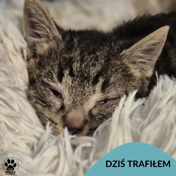 Znaleziono kota, Gdynia, 5 lipca 2025