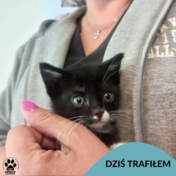 Znaleziono kota, Gdynia, 3 lipca 2025