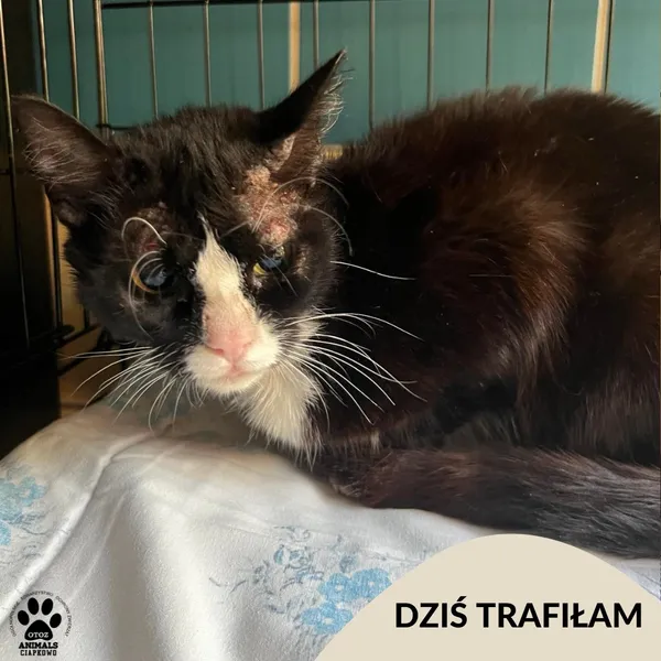 Znaleziono kota, Gdynia, 29 czerwca 2025