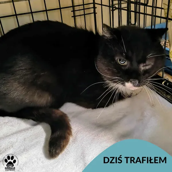 Znaleziono kota, Gdynia, 25 czerwca 2025