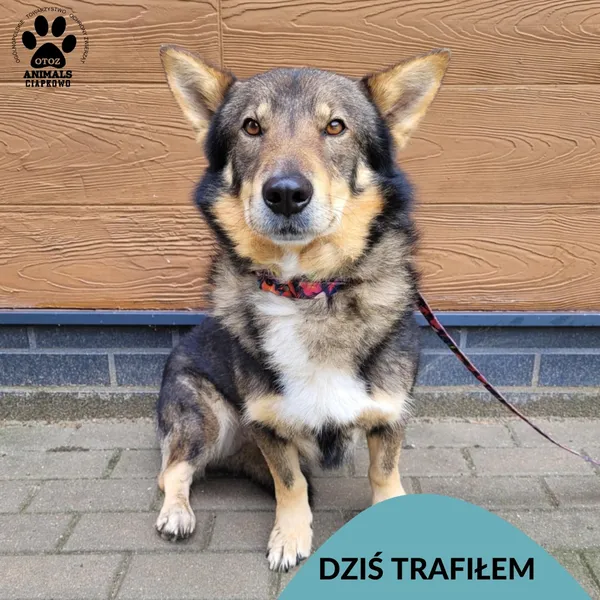 Znaleziono psa, Gdynia, 24 czerwca 2025