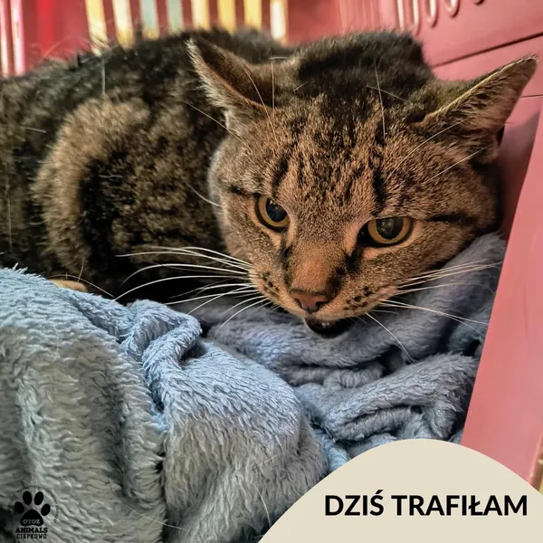 Znaleziono kota, Gdynia, 21 czerwca 2025