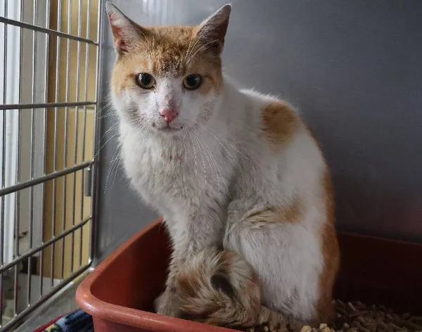 Znaleziono kota, Łódź, 9 lipca 2025 (1/5)