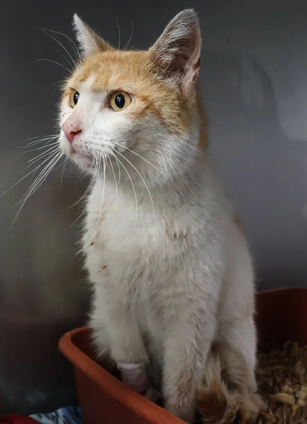 Znaleziono kota, Łódź, 9 lipca 2025 (2/5)