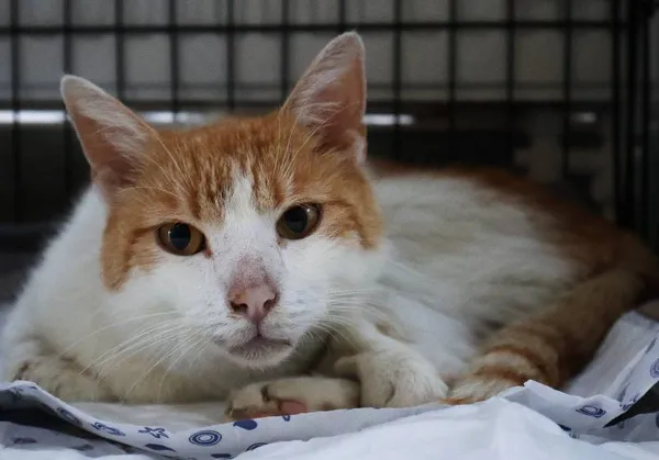 Znaleziono kota, Łódź, 9 lipca 2025 (3/5)