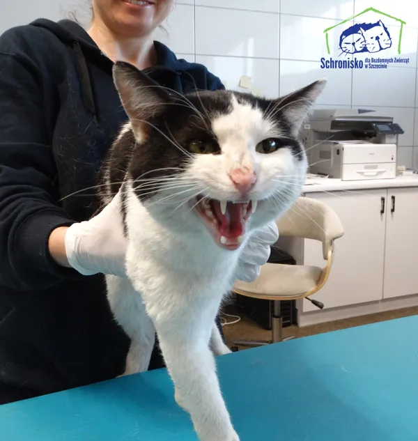 Znaleziono kota, Szczecin, 9 lipca 2025