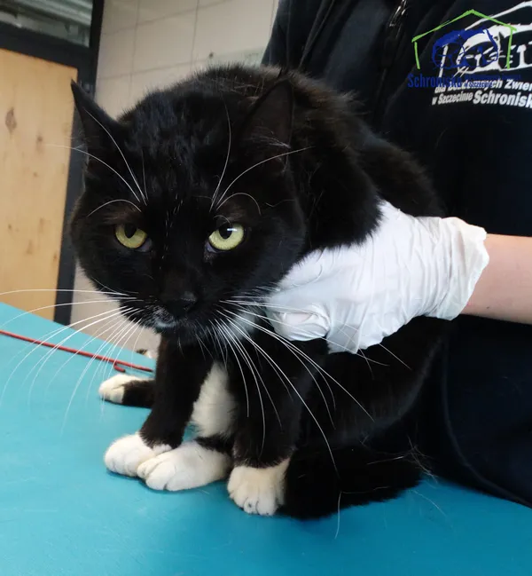 Znaleziono kota, Szczecin, 9 lipca 2025