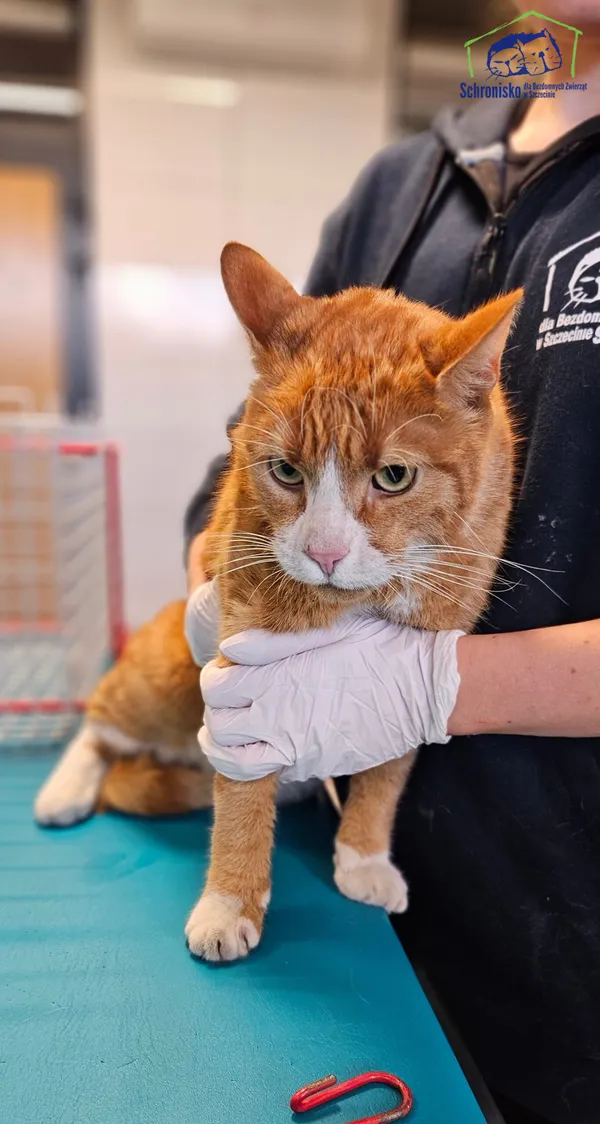 Znaleziono kota, Szczecin, 8 lipca 2025 (2/2)