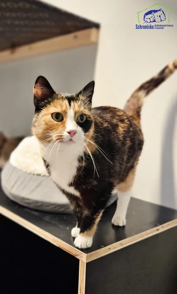 Znaleziono kota, Szczecin, 27 czerwca 2025 (1/2)