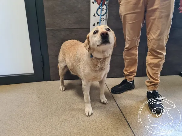 Znaleziono psa, Chełmek, 9 lipca 2025