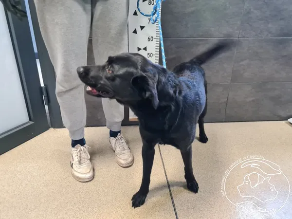 Znaleziono psa, Chełmek, 8 lipca 2025