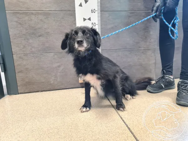 Znaleziono psa, Chełmek, 8 lipca 2025