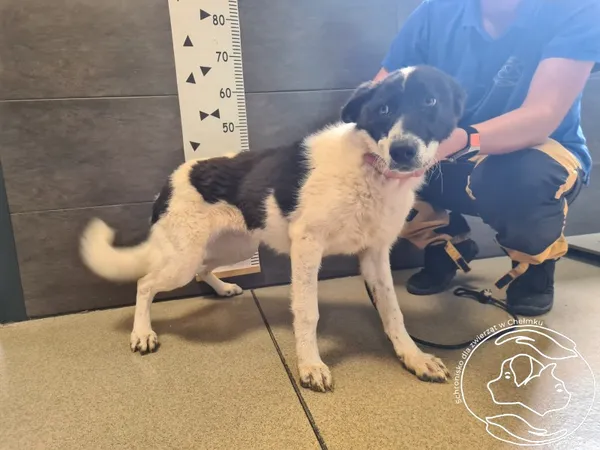 Znaleziono psa, Chełmek, 8 lipca 2025