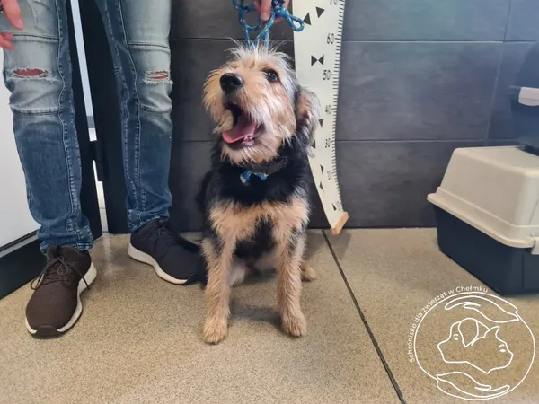 Znaleziono psa, Chełmek, 7 lipca 2025