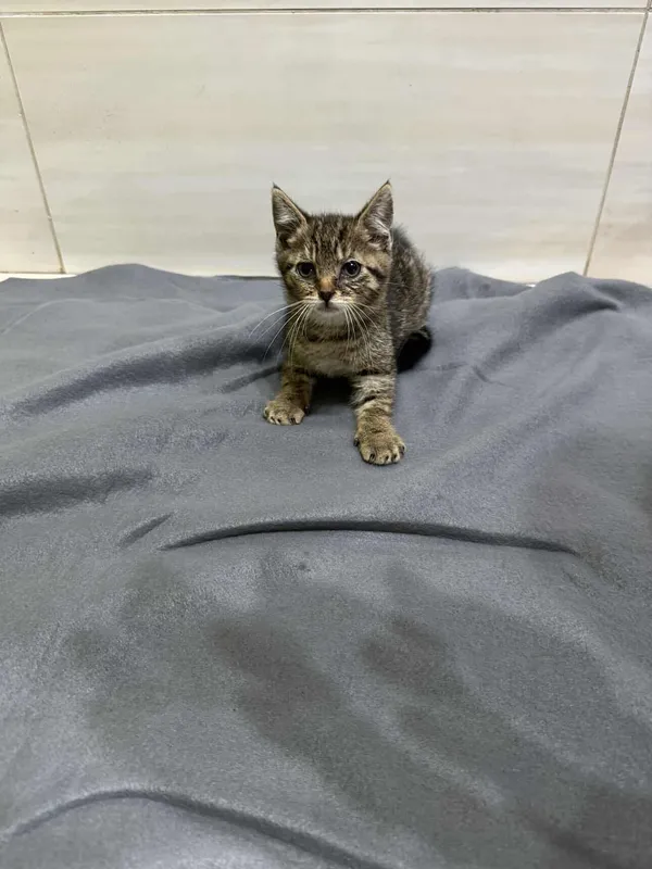 Znaleziono kota, Czartki, 9 lipca 2025