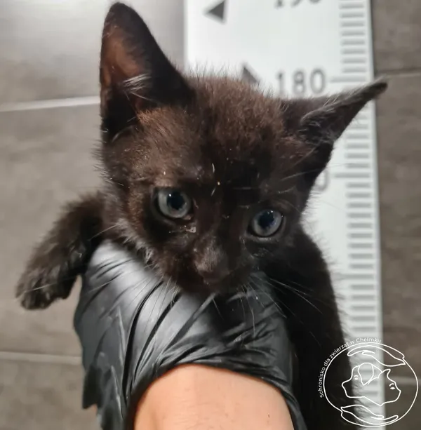 Znaleziono kota, Chełmek, 8 lipca 2025