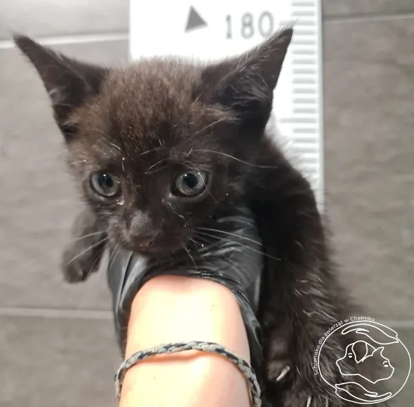Znaleziono kota, Chełmek, 8 lipca 2025