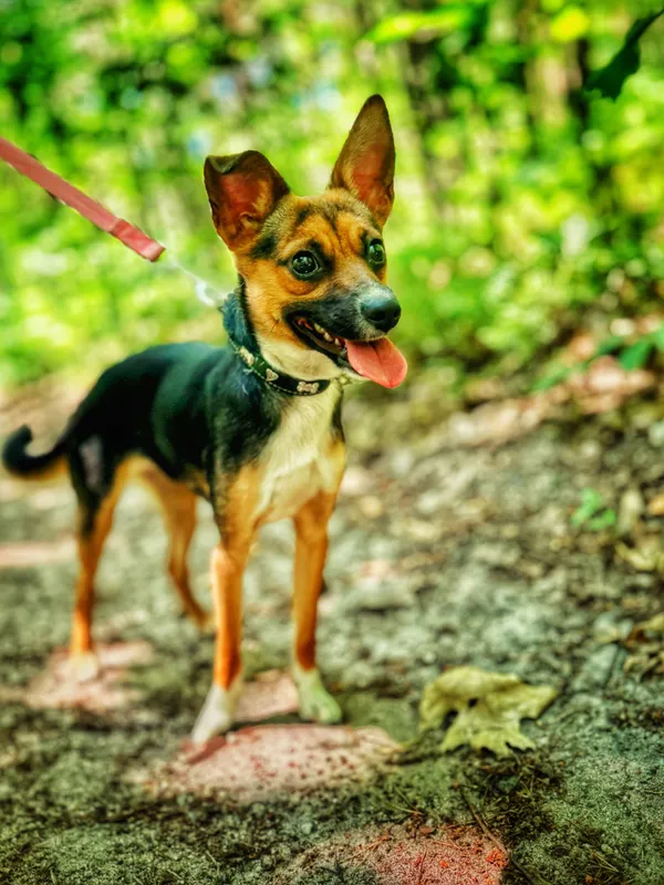 Pies do adopcji, Dłużyna Górna, 9 lipca 2025 (3/5)