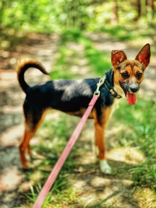 Pies do adopcji, Dłużyna Górna, 9 lipca 2025 (4/5)