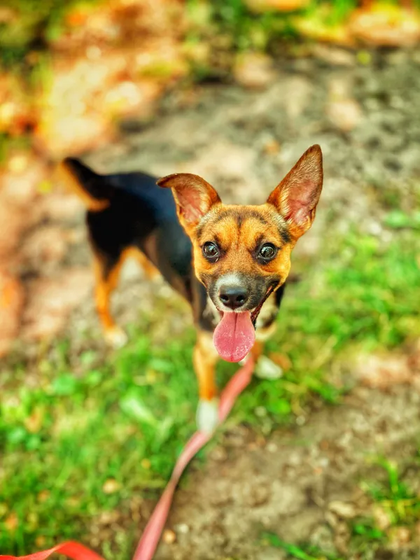 Pies do adopcji, Dłużyna Górna, 9 lipca 2025 (5/5)