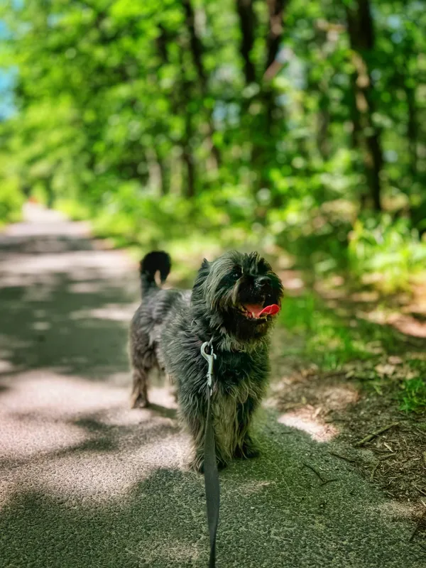 Pies do adopcji, Dłużyna Górna, 9 lipca 2025 (3/5)